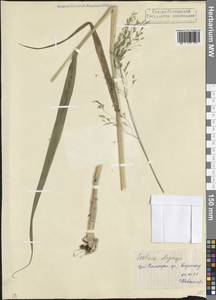 Festuca drymeja Mert. & W.D.J.Koch, Caucasus, North Ossetia, Ingushetia & Chechnya (K1c) (Russia)