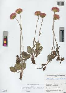 Klasea marginata (Tausch) Kitag., Siberia, Altai & Sayany Mountains (S2) (Russia)