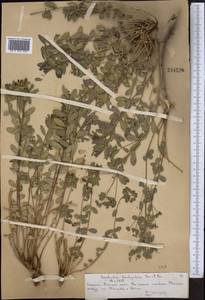 Euphorbia pachyrrhiza Kar. & Kir., Middle Asia, Northern & Central Tian Shan (M4) (Kazakhstan)