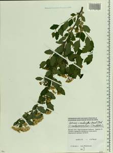 Spiraea ×vanhouttei (Briot) Zabel, Eastern Europe, Moscow region (E4a) (Russia)
