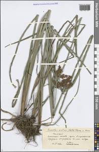 Cyperus serotinus Rottb., Middle Asia, Syr-Darian deserts & Kyzylkum (M7) (Uzbekistan)