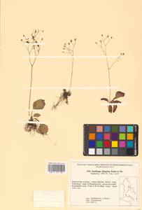 Micranthes tilingiana (Regel & Tiling) Kom., Siberia, Russian Far East (S6) (Russia)