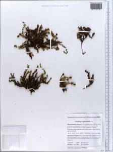 Saxifraga oppositifolia L., Eastern Europe, Northern region (E1) (Russia)