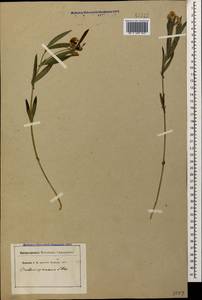 Lathyrus cyaneus (Steven) K.Koch, Caucasus (no precise locality) (K0)