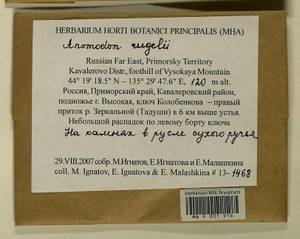 Anomodontopsis rugelii (Müll. Hal.) Ignatov & Fedosov, Bryophytes, Bryophytes - Russian Far East (excl. Chukotka & Kamchatka) (B20) (Russia)