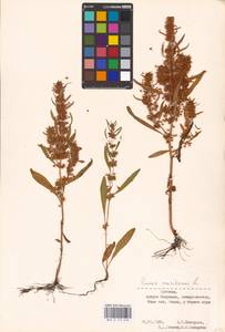 Rumex maritimus L., Eastern Europe, Estonia (E2c) (Estonia)