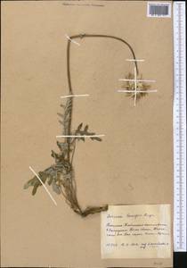 Jurinea lanipes Rupr., Middle Asia, Western Tian Shan & Karatau (M3) (Kyrgyzstan)