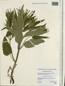 Phlomis herba-venti subsp. pungens (Willd.) Maire ex DeFilipps, Eastern Europe, Lower Volga region (E9) (Russia)