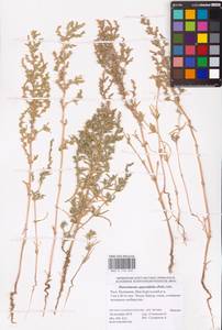 Petrosimonia oppositifolia (Pall.) Litv., Eastern Europe, Lower Volga region (E9) (Russia)