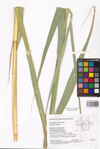 Phragmites australis (Cav.) Trin. ex Steud., Eastern Europe, Central region (E4) (Russia)