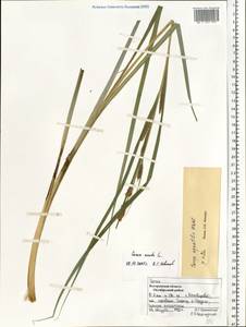 Carex aquatilis Wahlenb., Eastern Europe, Central forest region (E5) (Russia)