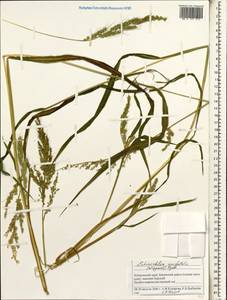 Echinochloa crus-galli subsp. crus-galli, Siberia, Russian Far East (S6) (Russia)