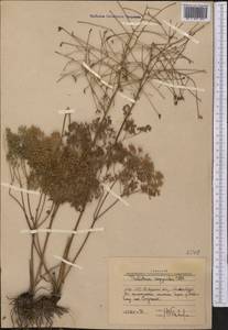 Thalictrum isopyroides C. A. Mey., Middle Asia, Western Tian Shan & Karatau (M3) (Uzbekistan)