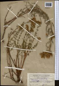 Hypericum scabrum L., Middle Asia, Western Tian Shan & Karatau (M3) (Kyrgyzstan)