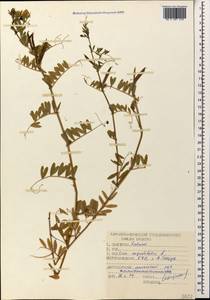 Vicia sativa subsp. nigra (L.)Ehrh., Caucasus, Stavropol Krai, Karachay-Cherkessia & Kabardino-Balkaria (K1b) (Russia)