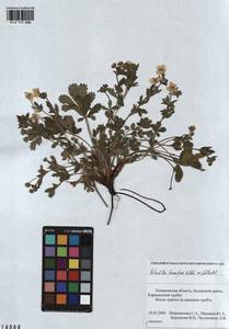 Potentilla humifusa Willd., Siberia, Altai & Sayany Mountains (S2) (Russia)