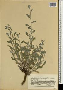 Pulicaria salviifolia Bunge, South Asia, South Asia (Asia outside ex-Soviet states and Mongolia) (ASIA) (Afghanistan)