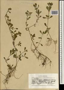 Phyla nodiflora (L.) Greene, South Asia, South Asia (Asia outside ex-Soviet states and Mongolia) (ASIA) (Afghanistan)