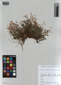 KUZ 004 203, Cherleria biflora (L.) comb. ined., Siberia, Altai & Sayany Mountains (S2) (Russia)