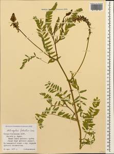 Astragalus falcatus Lam., Caucasus, North Ossetia, Ingushetia & Chechnya (K1c) (Russia)