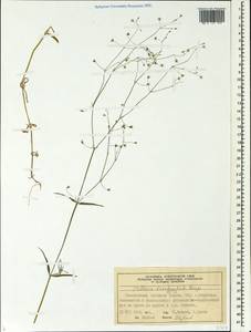 Stellaria brachypetala Bunge, Siberia, Central Siberia (S3) (Russia)