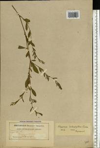 Polygonum aviculare subsp. aviculare, Eastern Europe, Belarus (E3a) (Belarus)