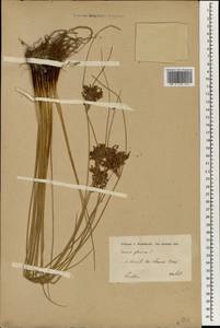 Juncus inflexus L., South Asia, South Asia (Asia outside ex-Soviet states and Mongolia) (ASIA) (Iran)