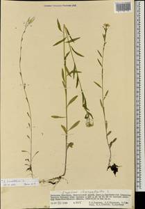 Erysimum cheiranthoides L., Mongolia (MONG) (Mongolia)