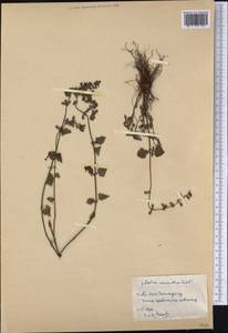 Salvia serotina L., America (AMER) (Cuba)
