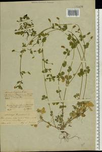 Medicago lupulina L., Eastern Europe, Central forest-and-steppe region (E6) (Russia)