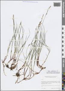 Carex globularis L., Siberia, Baikal & Transbaikal region (S4) (Russia)