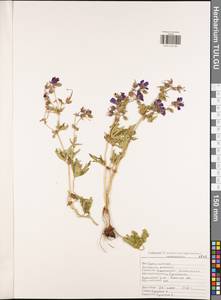 Geranium pratense L., Eastern Europe, Central region (E4) (Russia)