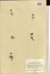 Carex maritima Gunnerus, Eastern Europe, Northern region (E1) (Russia)