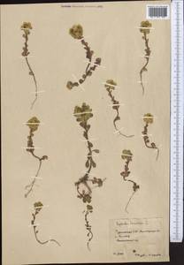 Euphorbia helioscopia L., Middle Asia, Karakum (M6) (Turkmenistan)