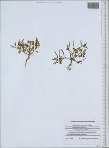 Spergularia marina (L.) Besser, Eastern Europe, Northern region (E1) (Russia)