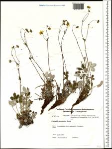 Potentilla ×prostrata Rottb., Siberia, Central Siberia (S3) (Russia)