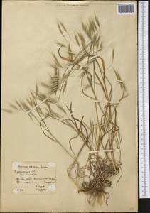 Bromus oxyodon Schrenk, Middle Asia, Karakum (M6) (Turkmenistan)