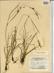 Carex hostiana DC., Eastern Europe, North-Western region (E2) (Russia)