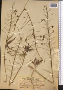 Eremurus soogdianus (Regel) Benth. & Hook.f., Middle Asia, Pamir & Pamiro-Alai (M2) (Turkmenistan)