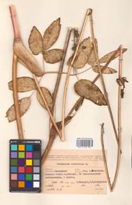 Laserpitium latifolium L., Eastern Europe, Western region (E3) (Russia)