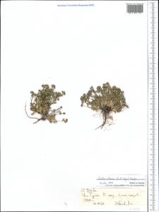 Draba altaica (C. A. Mey.) Bunge, Middle Asia, Northern & Central Tian Shan (M4) (Kyrgyzstan)