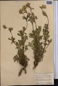 Farinopsis salesoviana (Steph.) Chrtek & Soják, Middle Asia, Pamir & Pamiro-Alai (M2) (Kyrgyzstan)