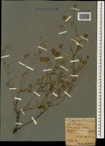 Lomelosia argentea (L.) Greuter & Burdet, Caucasus, North Ossetia, Ingushetia & Chechnya (K1c) (Russia)