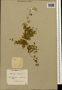 Medicago lupulina L., Caucasus, Armenia (K5) (Armenia)
