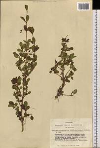 Lonicera microphylla Willd. ex Roem. & Schult., Siberia, Altai & Sayany Mountains (S2) (Russia)