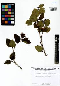 Alnus alnobetula subsp. fruticosa (Rupr.) Raus, Siberia, Yakutia (S5) (Russia)