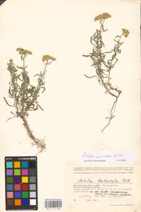 Achillea micrantha Willd., Eastern Europe, Lower Volga region (E9) (Russia)