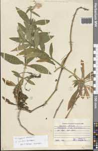 Saponaria officinalis L., Eastern Europe, North-Western region (E2) (Russia)