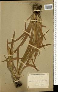 Iris halophila Pall., Caucasus, Azerbaijan (K6) (Azerbaijan)