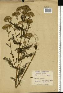 Achillea millefolium L., Eastern Europe, Eastern region (E10) (Russia)